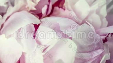 美丽的粉红色牡丹背景。 盛开的牡丹花开放，时光流逝，特写.. 婚礼背景，情人节`